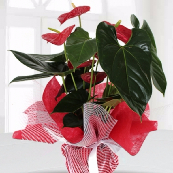 Anthurium-Pflanze Resim 1
