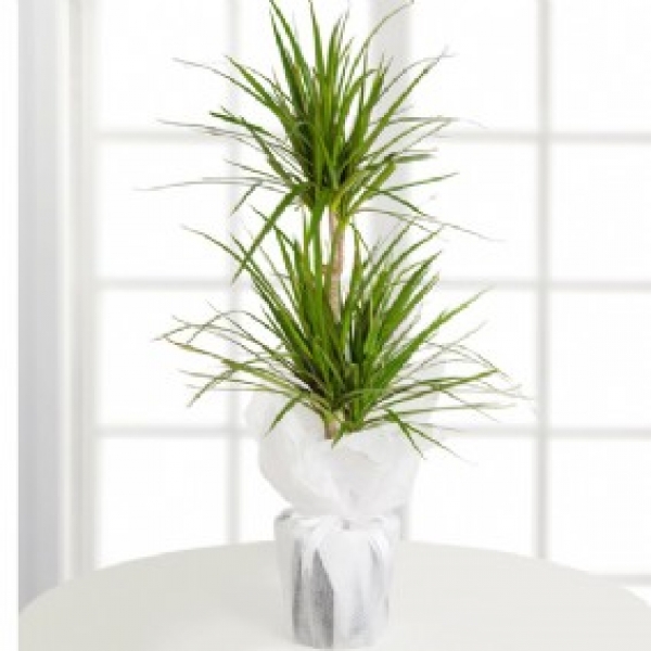  Topfblumen-Marginata Resim 1