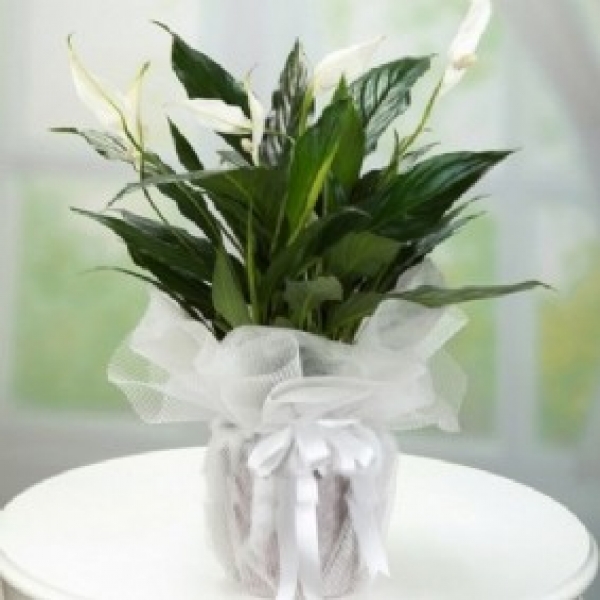  Friedensblume mittlerer Größe Resim 1