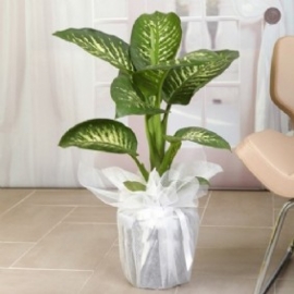product-details